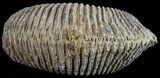 Cretaceous Fossil Oyster (Rastellum) - Madagascar #54455-1